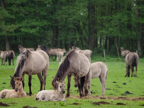 Wildpferde Auf Einer Weide Westfalen — Stockfoto