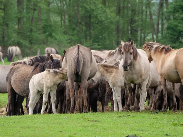 Caballos Salvajes Prado Westfalia — Foto de Stock