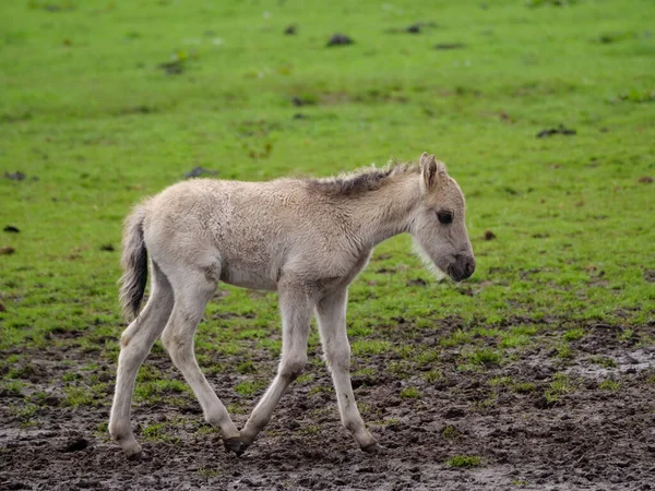 Wild Horses Meadow Westphalia — Stock Photo, Image