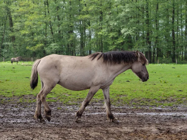 Dzikie Konie Łące Westfalii — Zdjęcie stockowe