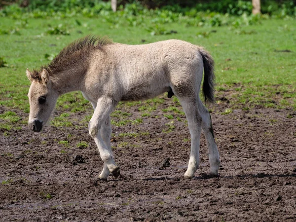 Cavalos Selvagens Prado Westphalia — Fotografia de Stock