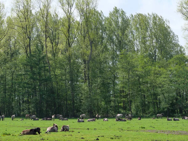 ウェストファリアの牧草地で野生の馬 — ストック写真