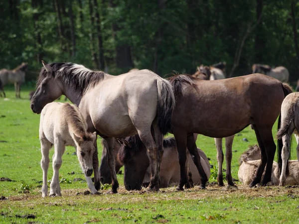 Caballos Salvajes Prado Westfalia — Foto de Stock