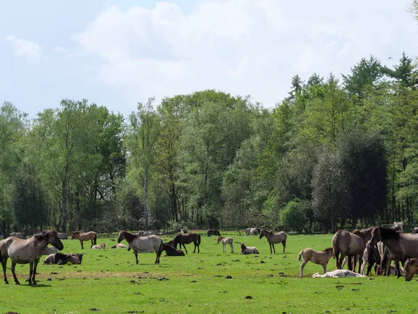 Cavalli Selvatici Prato Westphalia — Foto Stock