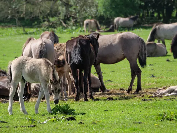 Wild Horses Meadow Westphalia — Stock Photo, Image
