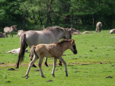 Vahşi atlar Westphalia 'da bir çayırda