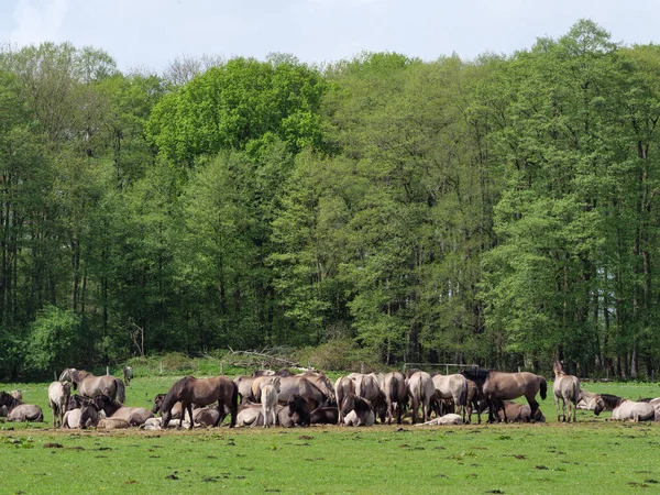 Wildpferde Auf Einer Weide Westfalen — Stockfoto