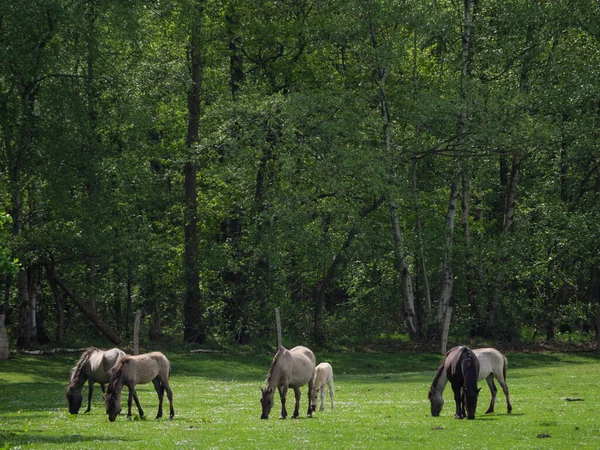 Dzikie Konie Łące Westfalii — Zdjęcie stockowe