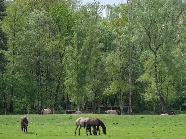 Vilda Hästar Äng Västfalen — Stockfoto