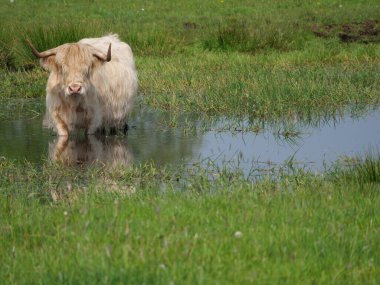 Alman Westphalia 'sında bahar geldi.