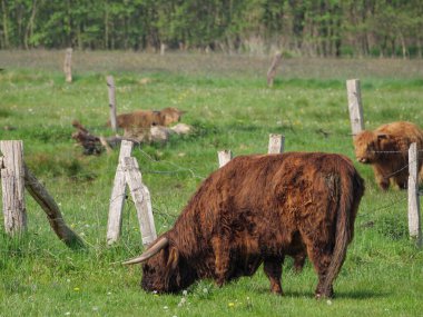 Alman Westphalia 'sında bahar geldi.