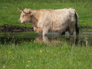 Alman Westphalia 'sında bahar geldi.