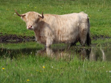 Alman Westphalia 'sında bahar geldi.