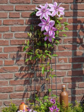 Alman Westphalia 'sında bahar geldi.