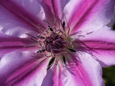 Alman Westphalia 'sında bahar geldi.