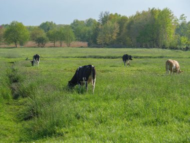 Alman Westphalia 'sında bahar geldi.
