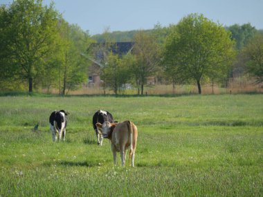Alman Westphalia 'sında bahar geldi.