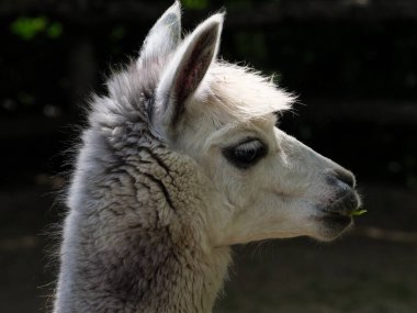 Hayvanat bahçesindeki vahşi hayvan