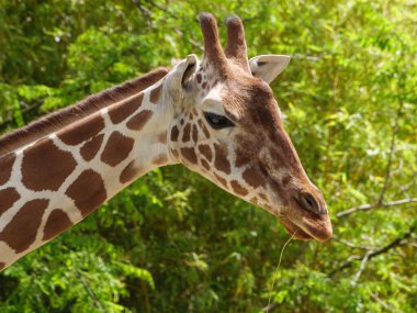 Hayvanat bahçesindeki vahşi hayvan