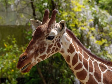 Hayvanat bahçesindeki vahşi hayvan