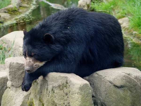 Dzikie Zwierzę Zoo — Zdjęcie stockowe