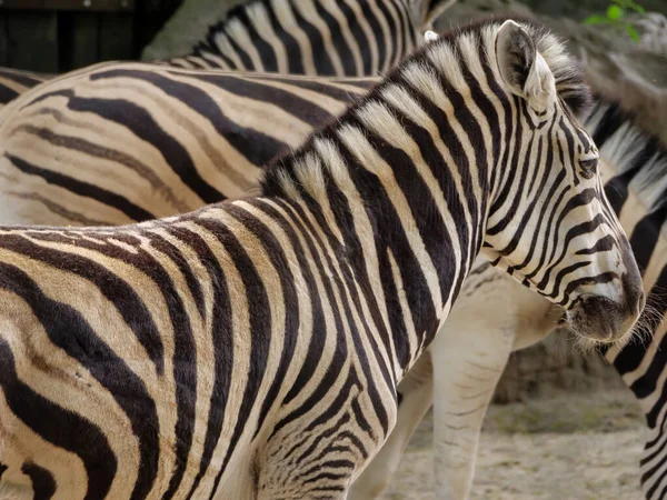 Animale Sălbatice Grădina Zoologică — Fotografie, imagine de stoc