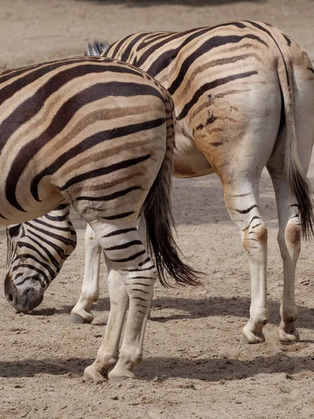 Animale Sălbatice Grădina Zoologică — Fotografie, imagine de stoc