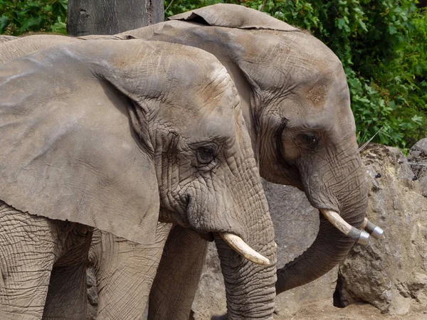 Divoké Zvíře Zoologické Zahradě — Stock fotografie