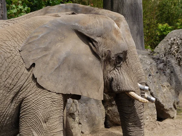 Divoké Zvíře Zoologické Zahradě — Stock fotografie