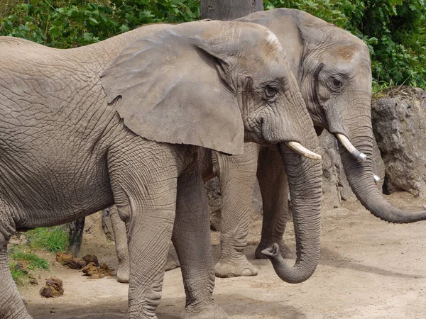 Divoké Zvíře Zoologické Zahradě — Stock fotografie