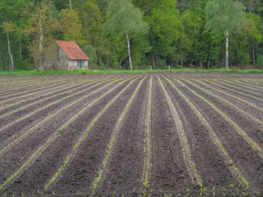 Alman Muensterland 'inde bahar geldi.