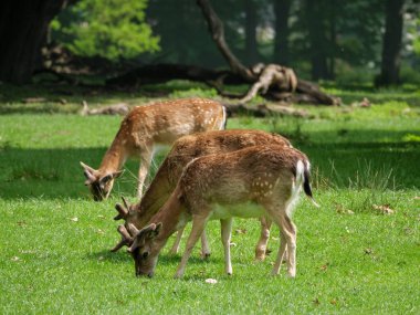 Alman Muensterland 'inde bahar geldi.