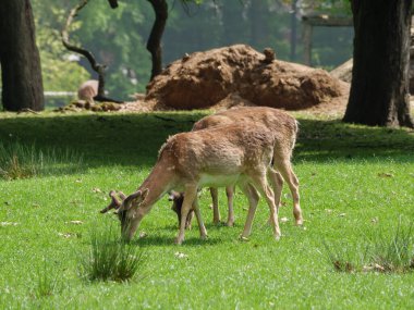 Alman Muensterland 'inde bahar geldi.