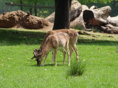 Alman Muensterland 'inde bahar geldi.