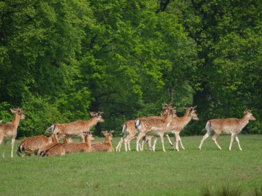 Alman Muensterland 'inde bahar geldi.