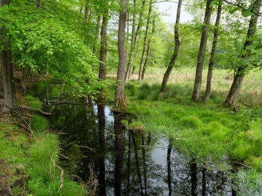 Alman Muensterland 'inde bahar geldi.