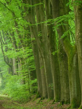 Alman Muensterland 'inde bahar geldi.