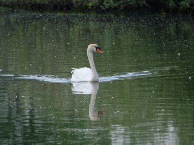 Alman Muensterland 'inde bahar geldi.