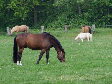 Alman Muensterland 'inde bahar geldi.