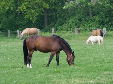Alman Muensterland 'inde bahar geldi.