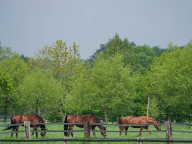 Alman Muensterland 'inde bahar geldi.