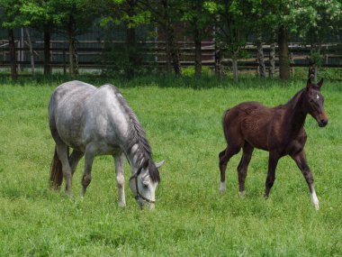 Westphalia 'da çayırdaki atlar
