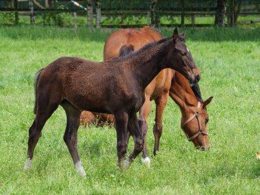 Westphalia 'da çayırdaki atlar