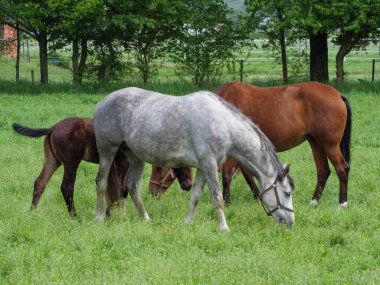 Westphalia 'da çayırdaki atlar