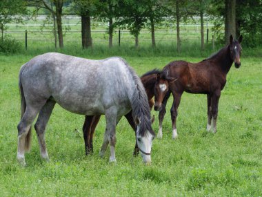 Westphalia 'da çayırdaki atlar