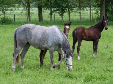 Westphalia 'da çayırdaki atlar