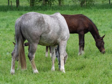 Westphalia 'da çayırdaki atlar