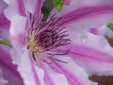 Ruhr aerea 'daki herten şehri.
