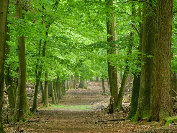 Spring Time German Muensterland — Stock Photo, Image