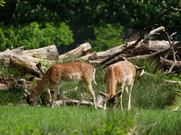 Lente Het Duitse Muensterland — Stockfoto